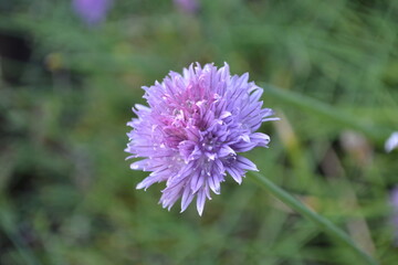 purple chives flower