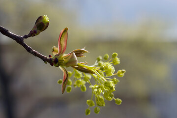 Blooming maple tree branch with new leaves on the unfocused building background in spring. Seasonal city close up. 