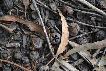 soil, twigs, eucalyptus seeds and dry leaves on brown ground 
