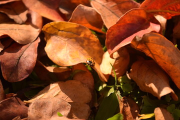 yellow ladybug on red autumn leaves on the ground