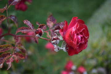 red flower and bud with frozen dew drops  in the garden
