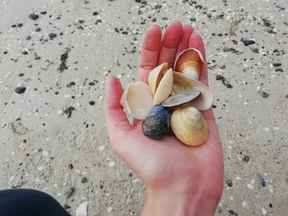 shells on the beach