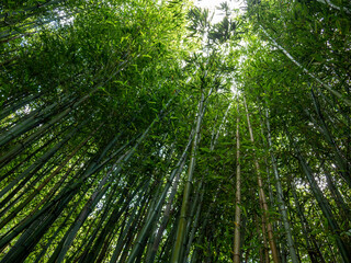 Bamboo at the Hamilton Botanical Gardens, New Zealand