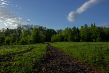 Obraz premium field and blue sky