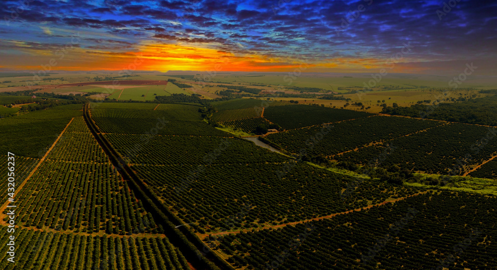 Wall mural Aerial views over top of rows of orange trees in plantation in sunset.