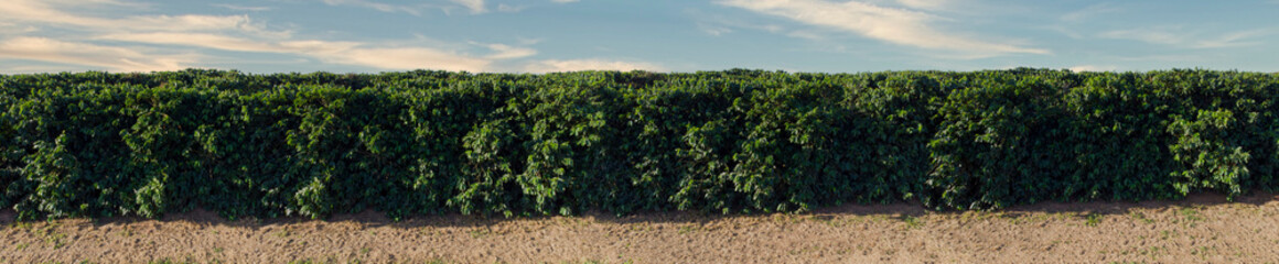 Fototapeta na wymiar Panoramic image of the coffee field on a beautiful day with blue sky and clouds