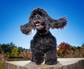 cute dog on a bench outside in a park at sunset