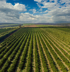 Orange grove.Beautiful orange grovesin the Brasillian countryside