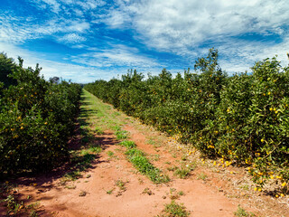 Fototapeta na wymiar Orange grove.Beautiful orange grovesin the Brasillian countryside