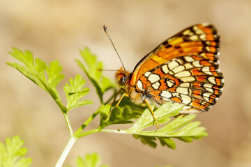 Obraz na płótnie Canvas Northern Checkerspot butterfly perched on a plant. Foothills Park, Santa Clara County, California, USA.