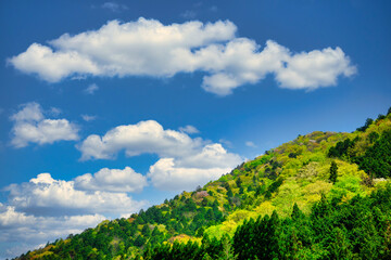 Fototapeta na wymiar 新緑　青空　白い雲