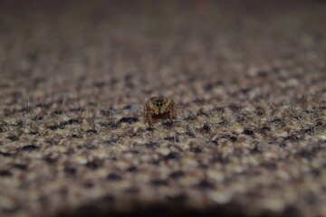 spider on the carpet