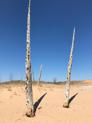 ghost forest