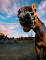 Wide angle lens of a horse snout super close up