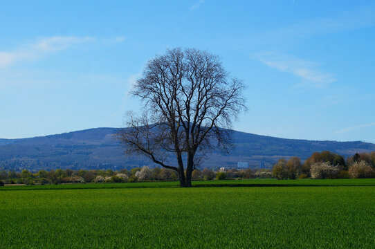 A solitary tree in a grain field