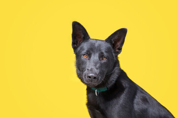 studio shot of a cute dog on an isolated background