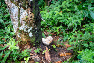 Rubber tree plantation, rubber tapping from para rubber tree plant (Hevea brasiliensis) in rainforest in Indonesia. Natural latex raw material extraction 