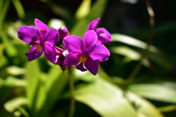 Fototapeta na wymiar close-up of purple orchids and buds with background of green leaves