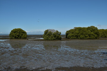 mudflats and mangrove trees at low tide on a clear day