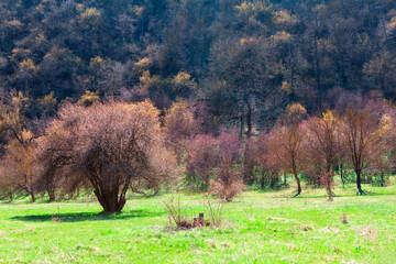 Nature reserve in the spring season . Parkland with trees and green meadow 