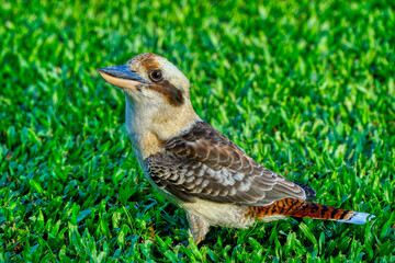 one kookaburra on the lawn