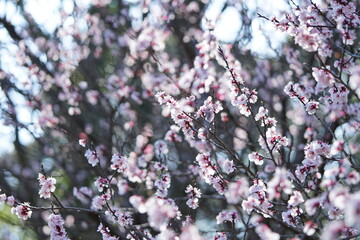 満開の梅の花(1)