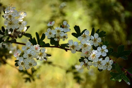 Flor del majuelo en primavera, Crataegus monogyna