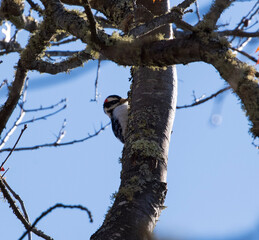 Downy Woodpecker