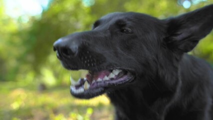 Playful black Shepherd dog eats found dangerous chewing snack in sunny spring park extreme close view. Outdoor training with your dog.