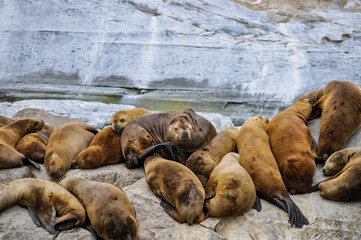 sleeping sea lions together on an island rock