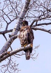 young bald eagle