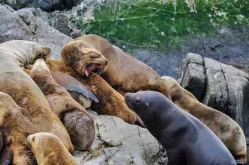 Fototapeta premium sea lions fighting on a island rock