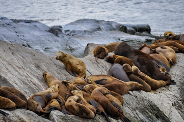sleeping sea lions together on an island rock