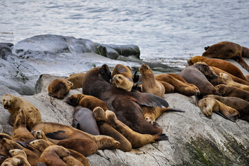 Dominant adult male sea lion with female sea lions on island rock