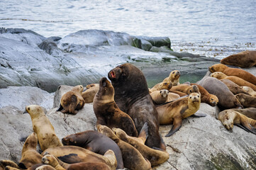 Dominant adult male sea lion with female sea lions on island rock