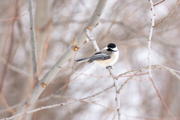 lack-capped Chickadee (Mésange à tête noire - Poecile atricapillus)  in Quebec winter