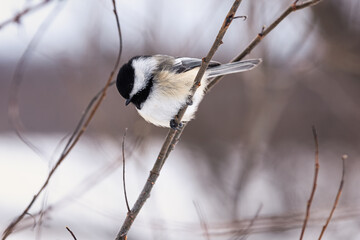 Fototapeta premium lack-capped Chickadee (Mésange à tête noire - Poecile atricapillus) in Quebec winter