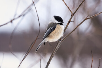 lack-capped Chickadee (Mésange à tête noire - Poecile atricapillus)  in Quebec winter