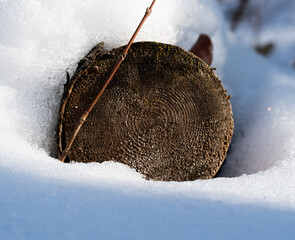 cut log in snow