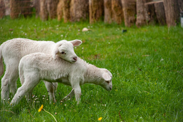 Lambs in field