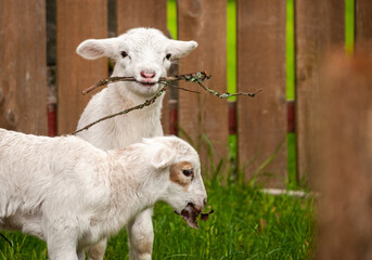 Fototapeta premium Lamb carrying stick