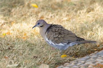Dove in the grass