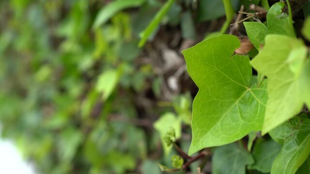 Hoja verde en primer plano moviendose por el viento