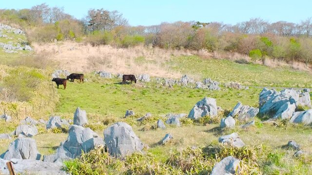 【自然風景】牛が放牧されている青空の下の四国カルスト　牧場

