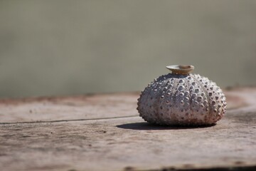 acorns on a wooden table