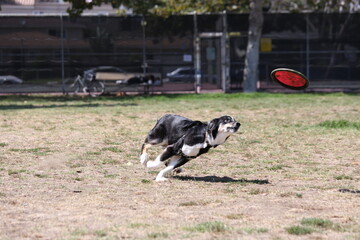 Australian Shepherd Dog Chasing Flying disc 