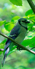Blue Jay on branch