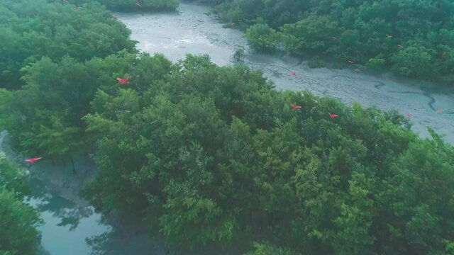 Flock of scarlet ibis flying aerial drone shot over forest mangrove