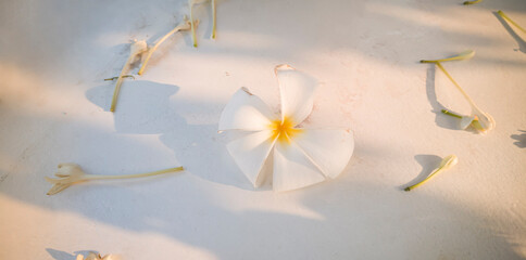 plumeria flowers fall on white cement floor