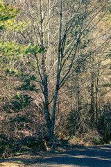 a shadowed tree against a golden sunlit forest casting dappled light